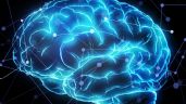 Resuelto el enigma del tamaño del cerebro y la singularidad humana