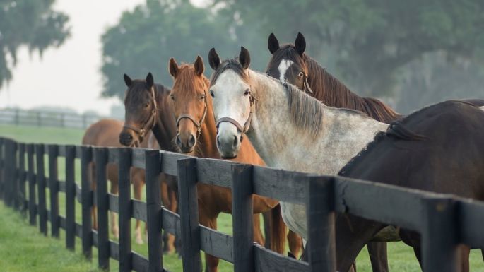 Los caballos piensan en el futuro, revelan científicos