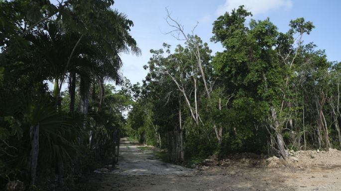 A la sombra del Tren Maya, el paraíso secreto de los Bartlett (Video)