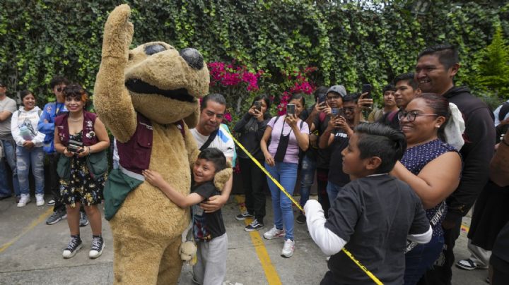 Este es Wisin, el "perrito luchador" de México que se ha vuelto fenómeno viral (Video)