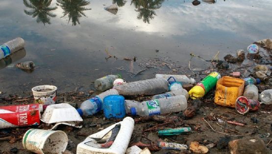 Hongos come plástico podrían ayudar al problema de la contaminación oceánica