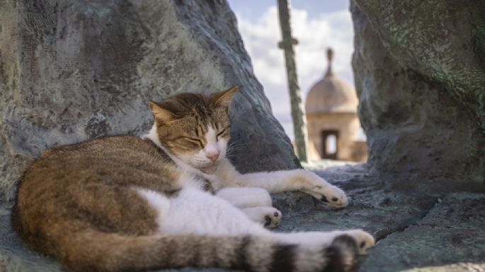 Gobierno de EU suspende plan para retirar gatos callejeros de sitio histórico de Puerto Rico