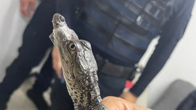 Especialistas resguardan a un pequeño cocodrilo hallado en la Línea B del Metro (Video)