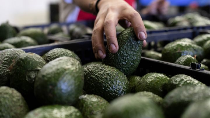 EU deja inspecciones de aguacates en manos del gobierno de México