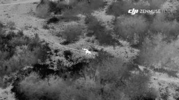 Así es como la fotografía aérea de los drones ayuda a monitorizar y proteger el león africano en Uganda