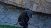 Después de siete meses de duelo la chimpancé Natalia soltó el cadáver de su bebé fallecido