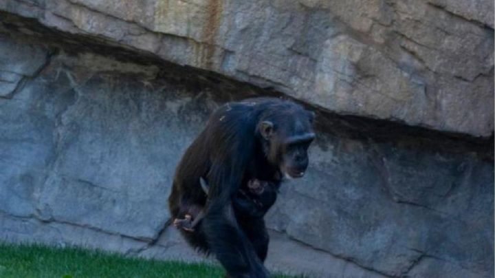 Después de siete meses de duelo la chimpancé Natalia soltó el cadáver de su bebé fallecido