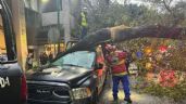 Árbol cae sobre una patrulla y causa daños en instalaciones de la SSC en la Cuauhtémoc (Videos)