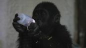 Foto ilustrativa de la nota titulada: Gorila bebé rescatado de bodega de avión se recupera en zoológico de Estambul