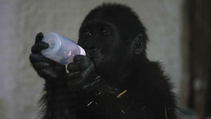 Gorila bebé rescatado de bodega de avión se recupera en zoológico de Estambul