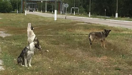 Esto se sabe sobre las diferencias genéticas en los perros de Chernóbil