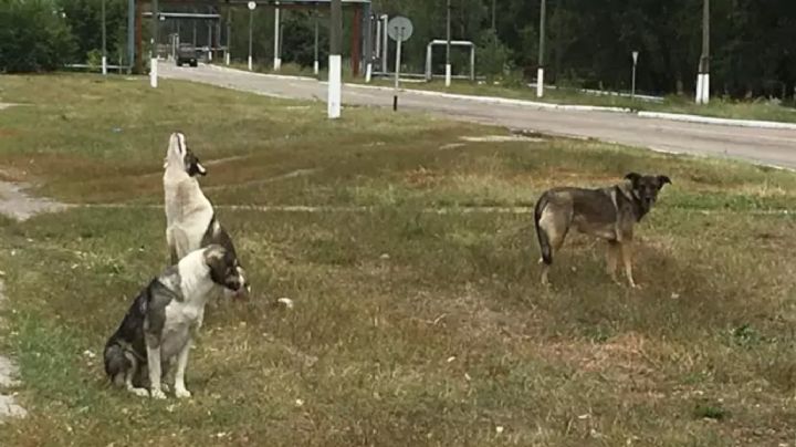 Esto se sabe sobre las diferencias genéticas en los perros de Chernóbil