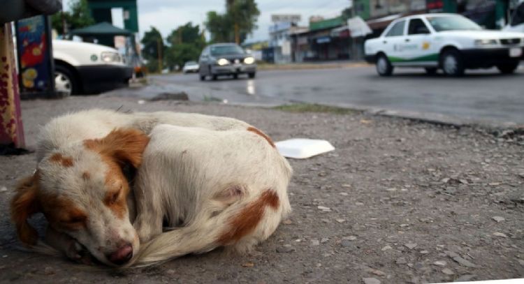 Congreso de Edomex impulsa medidas contra abandono y maltrato animal