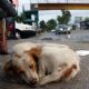 Congreso de Edomex impulsa medidas contra abandono y maltrato animal