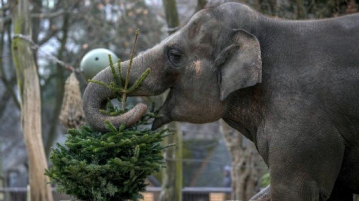 Es Navidad para los elefantes: árboles sin vender son alimento en el zoo de Berlín