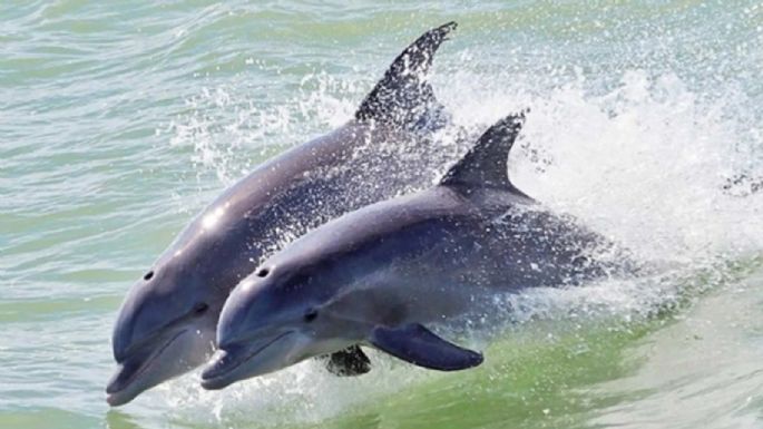 Denuncian muerte de delfines en hotel de la Riviera Maya por presunto maltrato