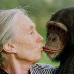 Fallece Jane Goodall, la reconocida conservacionista e investigadora de chimpancés