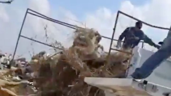 Funcionarios de “Bienestar animal” son captados arrojando cadáveres de perros y gatos (Video)