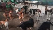 Foto ilustrativa de la nota titulada: Detienen a directora y conserje de escuela por ataque de jauría a una mujer y dos niños