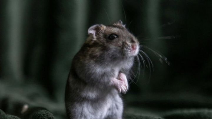 ClayRat, el "spyware" para Android que se hace pasar por WhatsApp, Google Fotos, TikTok y YouTube