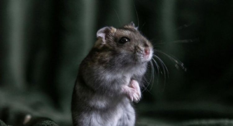 ClayRat, el "spyware" para Android que se hace pasar por WhatsApp, Google Fotos, TikTok y YouTube