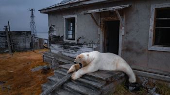 Osos polares se apropian de una estación de investigación rusa abandonada (fotogalería)