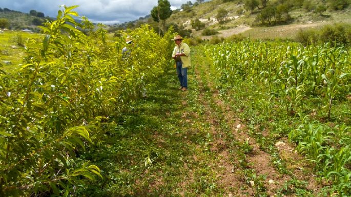 Casi 100 organizaciones demandan fortalecer el presupuesto ambiental 2026