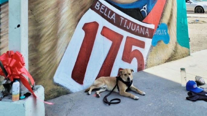 Fiscalía de BC hará una necropsia al perrito “Chicles” para determinar la causa de su muerte