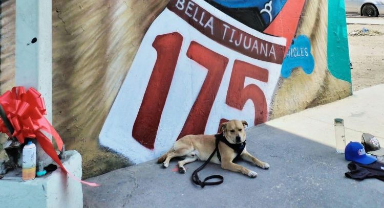 Fiscalía de BC hará una necropsia al perrito “Chicles” para determinar la causa de su muerte