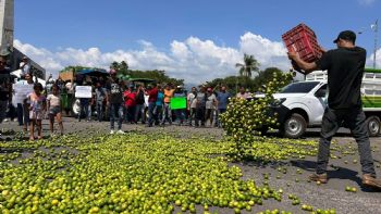 Desde 2021 Sedena sabe quiénes extorsionan a los limoneros y sus ligas con el gobierno de Michoacán