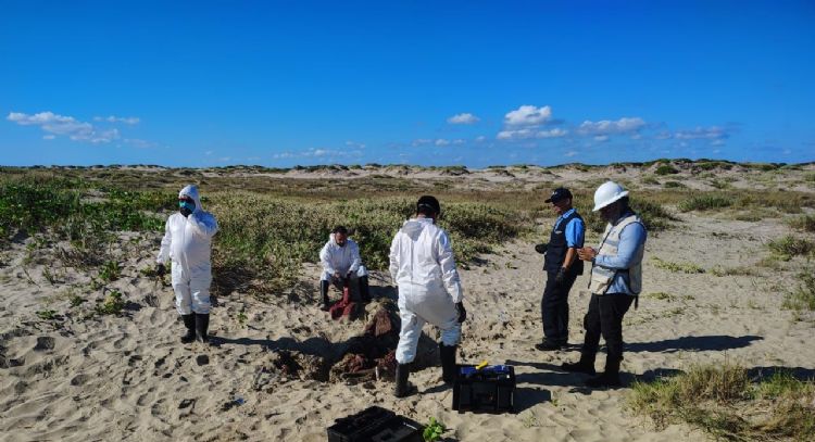 Detienen a integrantes de empresa contratada por SpaceX en Playa Bagdad por falta de permisos