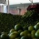 El crimen entronizado en Michoacán... y en el país