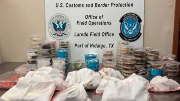 Incautan más de 160 reptiles y artrópodos a conductor en puente fronterizo Anzaldúas a Reynosa