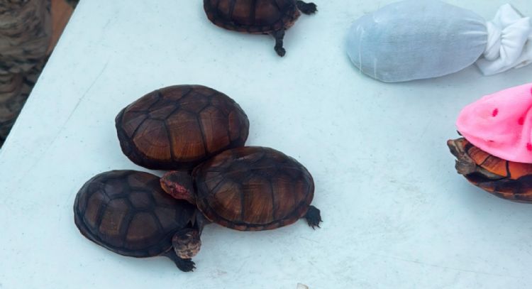 Rescatan en Aeropuerto de Tijuana a 774 tortugas que iban a ser traficadas