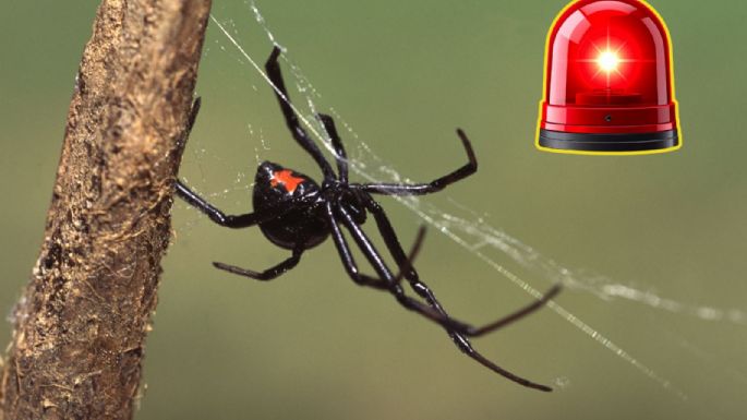 Madre de familia fallece por mordedura de viuda negra en Nuevo León