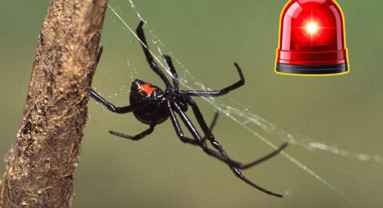 Madre de familia fallece por mordedura de viuda negra en Nuevo León