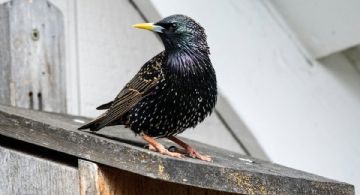 Sturnus, el troyano bancario para Android que elude el cifrado de WhatsApp y Telegram