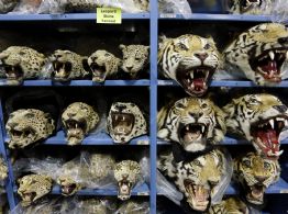 Empeora el tráfico mundial de tigres; se incautan 9 grandes felinos por mes