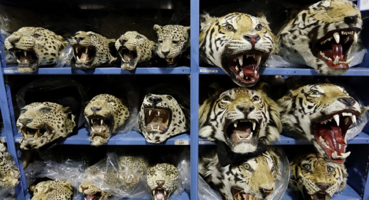 Empeora el tráfico mundial de tigres; se incautan 9 grandes felinos por mes