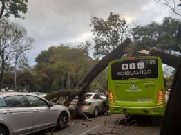 Cae árbol de 12 metros sobre vehículos en circulación en Paseo de la Reforma