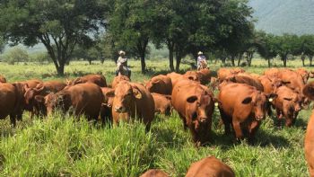 Apuesta Tamaulipas a la ganadería con inversión millonaria