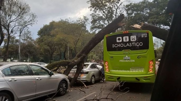 Cae árbol de 12 metros sobre vehículos en circulación en Paseo de la Reforma