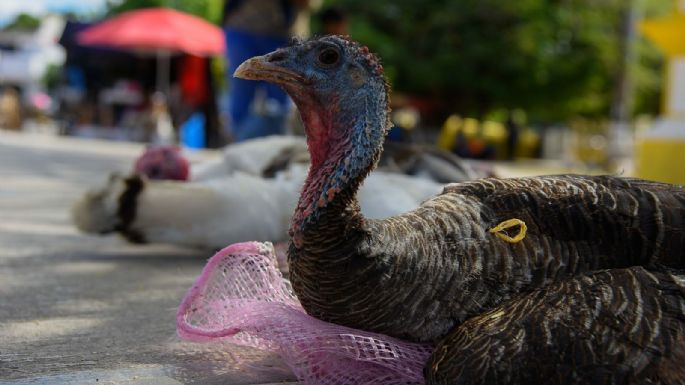 El consumo de pavo crece en México por esta razón