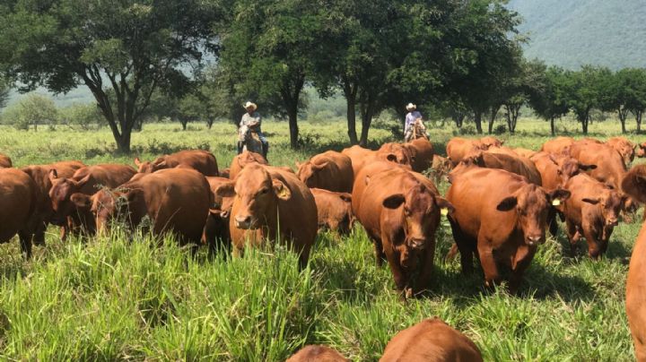 Apuesta Tamaulipas a la ganadería con inversión millonaria