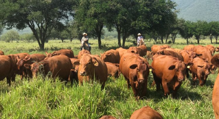 Apuesta Tamaulipas a la ganadería con inversión millonaria