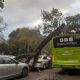 Cae árbol de 12 metros sobre vehículos en circulación en Paseo de la Reforma