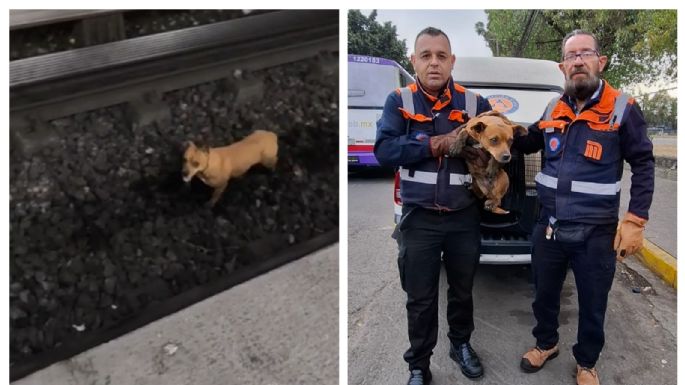 Perro provoca retraso de dos horas en Línea 2 del Metro