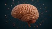 Foto ilustrativa de la nota titulada: Atlas más detallado del cerebro en desarrollo revela cómo surgen los trastornos de la mente