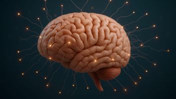 Atlas más detallado del cerebro en desarrollo revela cómo surgen los trastornos de la mente