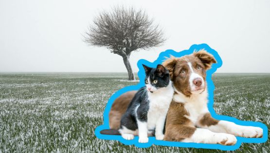 Frío y mascotas: medidas preventivas recomendadas por autoridades y expertos